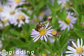 bij op bloem